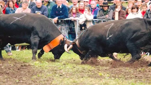 COMBAT DE REINES